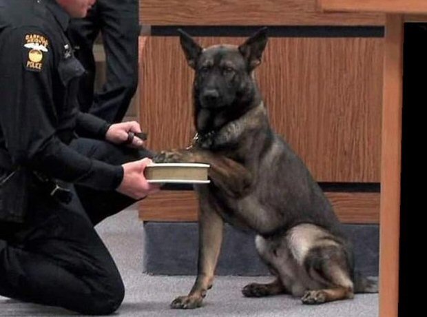 Dog witness.jpg
